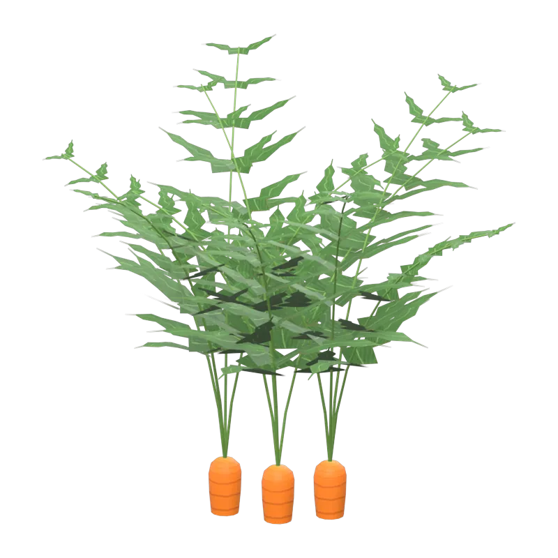 A ripe carrot plant